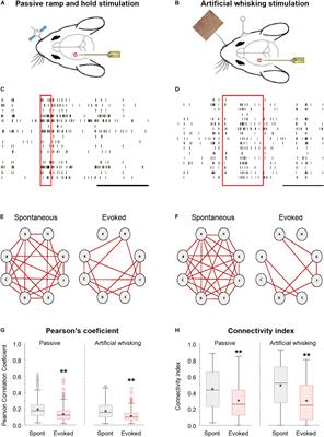 State-Dependent Synchrony and Functional Connectivity in the Primary and Secondary Whisker Somatosensory Cortices